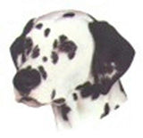 Car Window DALMATIAN Dog Breed Decal 2-sided...Clearance Priced