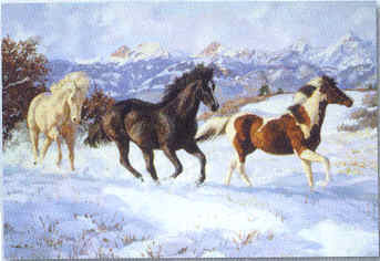 Xmas Cards Black Horse White Horse & Paint HORSES Holiday Cards 10 per box